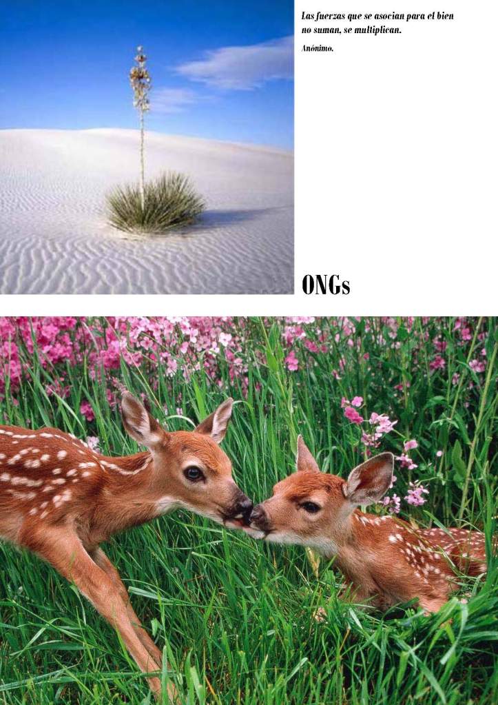 LA SOLIDARIDAD... Nº 2 ONGs..._Página_04